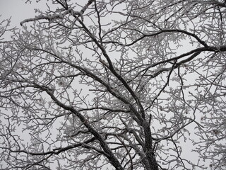 winter forest in cloudy weather, the crown of the trees are covered with frost