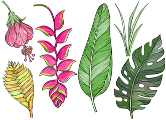 Set of hand drawn jungle leaves and exotic flowers