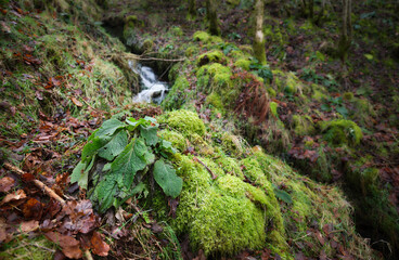 Fototapeta premium The woodland Foxglove in January and the Dales begins to ready itself for spring.