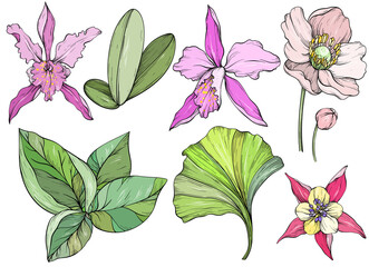 Set of hand drawn jungle leaves and exotic flowers. Orchid flower and tropical leaves