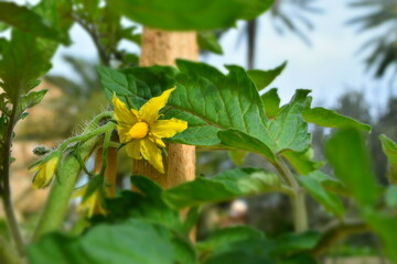 Tomato yellow flower. Closeup. Background.