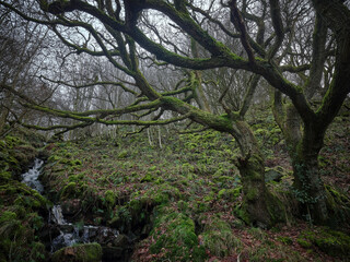 Obraz premium A bare oak and in January the Dales woodland begins to ready itself for spring.