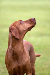 Hungarian Vizsla