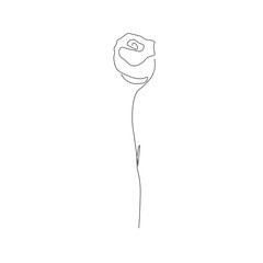 Rose flower on white background, vector illustration