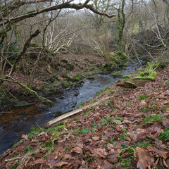 A carpet of leaves in January and the Dales woodland begins to ready itself for spring