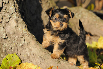 Yorkshire terrier puppy 7 weeks plays in the garden ..Yorkshire 