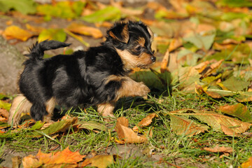 Yorkshire terrier puppy 7 weeks plays in the garden ..Yorkshire 