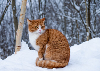 A ginger cat sits in the snow and looks away.