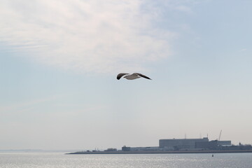 seagull in flight port of den helder
