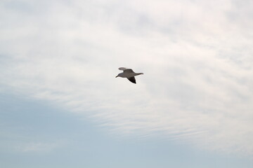 seagull in flight