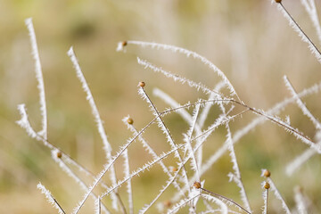 Detalle de los efectos de la cencellada sobre las ramas. Tomada en Burgos en enero de 2021.