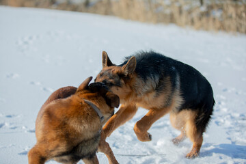 german shepherd and belgian shepherd malinua playin and running от snow winter