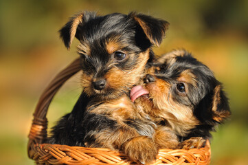 Yorkshire terrier puppy 7 weeks plays in the garden ..Yorkshire 
