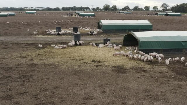A pig farm with muddy fields and animals feeding. High angle dolly away.