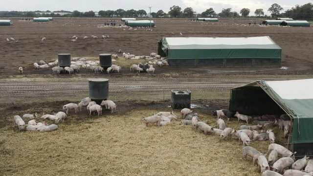 Cute pink pigs huddled together on a chilly day in muddy fields. Dolly away.