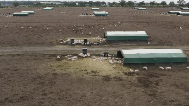 Pig farm with muddy fields, multiple buildings and animals. Panning left.