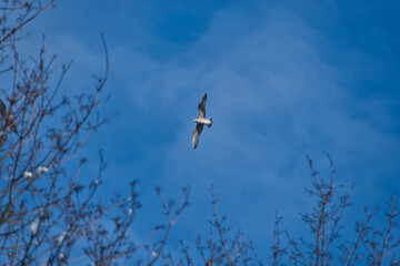 The seagull, spreading its wings, plans in the blue winter sky above the branches of the trees.