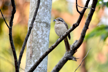 Brown Shrike on a branch