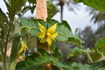 Tomato yellow flower. Closeup. Background.