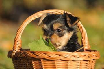 Yorkshire terrier puppy 7 weeks plays in the garden ..Yorkshire 