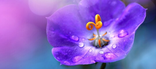 Beautiful bright lilac bell flower in drops of morning dew. Close-up water drops on bell petals in...