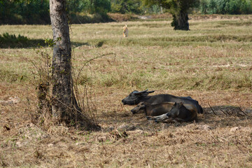 Buffalo under the tree