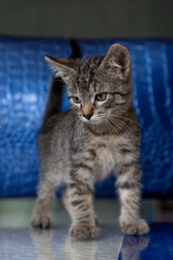 Shorthair tabby kitten on a blue textured background
