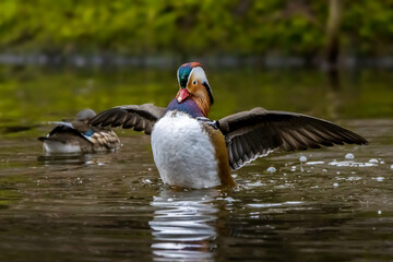 A beautiful male mandarin duck posing in a little pond called Jacobiweiher not far away from Frankfurt, Germany at a cold day in winter.