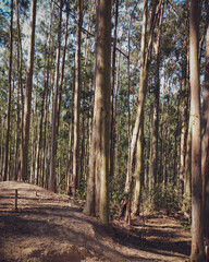 Obraz premium path in the forest