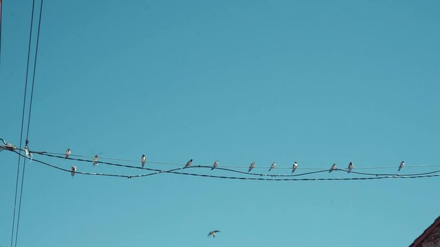 P&aacute;jaros pos&aacute;ndose en un cable de la luz 