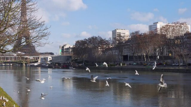 Flight of seagulls over the Seine river near Iles aux cygnes with Pont bde Bir-Hakheim and Eiffel tower in the background - Paris, France