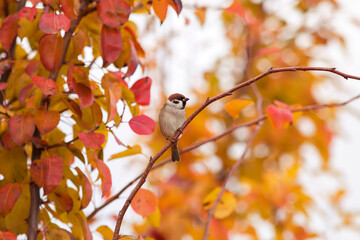 little sparrow sits in an autumn sunny garden on the branches of an apple tree with colorful leaves