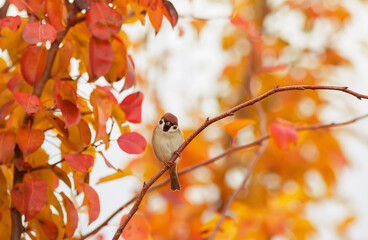 little sparrow sits in an autumn sunny garden on the branches of an apple tree with colorful leaves