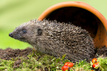 Hedgehog in garden, wild, free roaming hedgehog, taken from within a wildlife hide to monitor the...