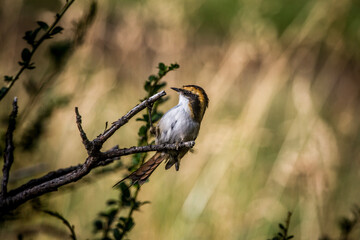 red backed shrike on branch