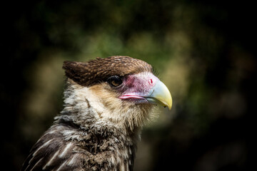 bird of prey