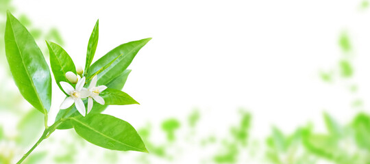 Orange tree branch spring horizontal background