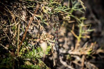 leopard in the grass