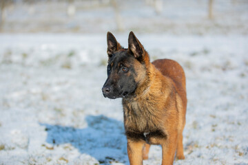 dog malinua belgian shepherd in winter on snow