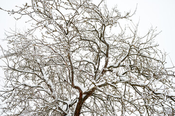 Snow covered tree. Winter pattern. Natural background