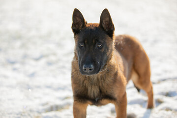 dog malinua belgian shepherd in winter on snow