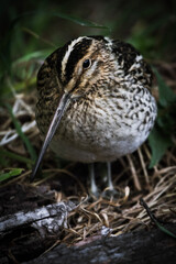 duck