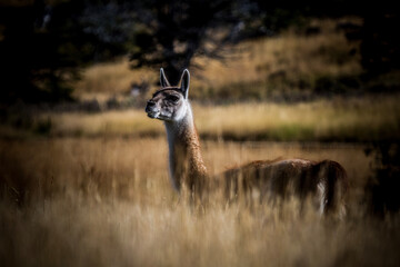 Obraz premium guanaco