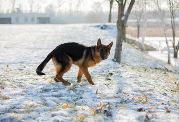 German shepherd in winter on snow