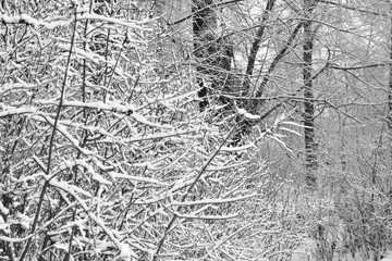 
Snow-covered trees. Black and white image.