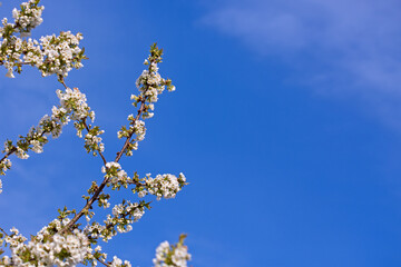 Flowers of the cherry blossoms on a spring day