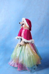 Dog in dress and winter hat on blue background