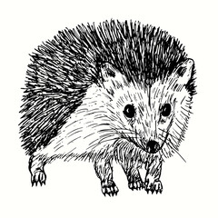 Hand drawn cute hedgehog looking straight. Ink black and white drawing.