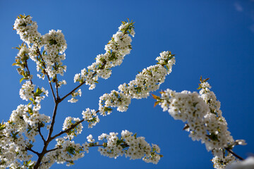 Flowers of the cherry blossoms on a spring day