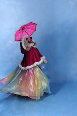 Obraz premium Dog in dress and winter hat on blue background on new year